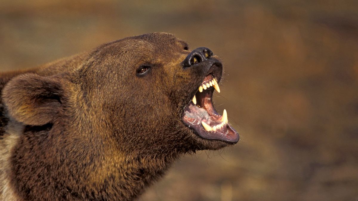 wenn tiere angreifen