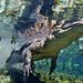 Wildes Florida Thumbnail