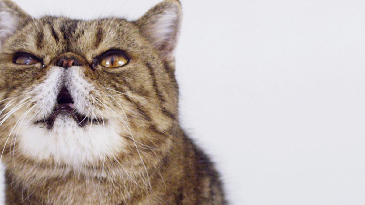 die zaubertricks der tiere
