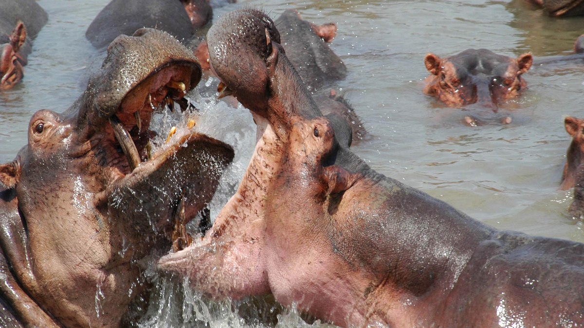 die riesen an afrikas flüssen