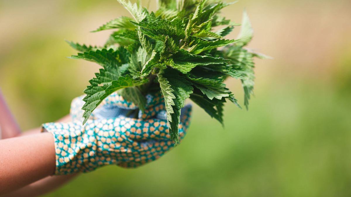schnittgut. alles aus dem garten