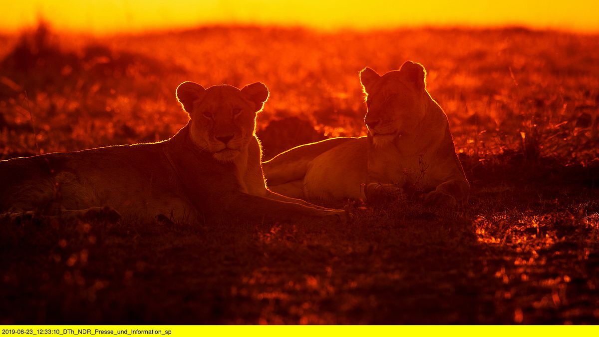 afrikas jäger der nacht