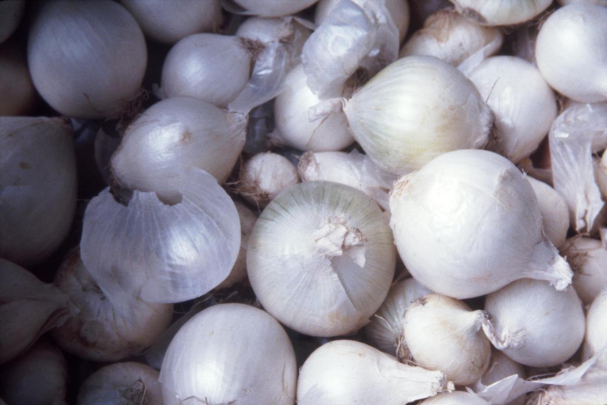 Vom Ahorn bis zur Zwiebel vom ahorn bis zur zwiebel