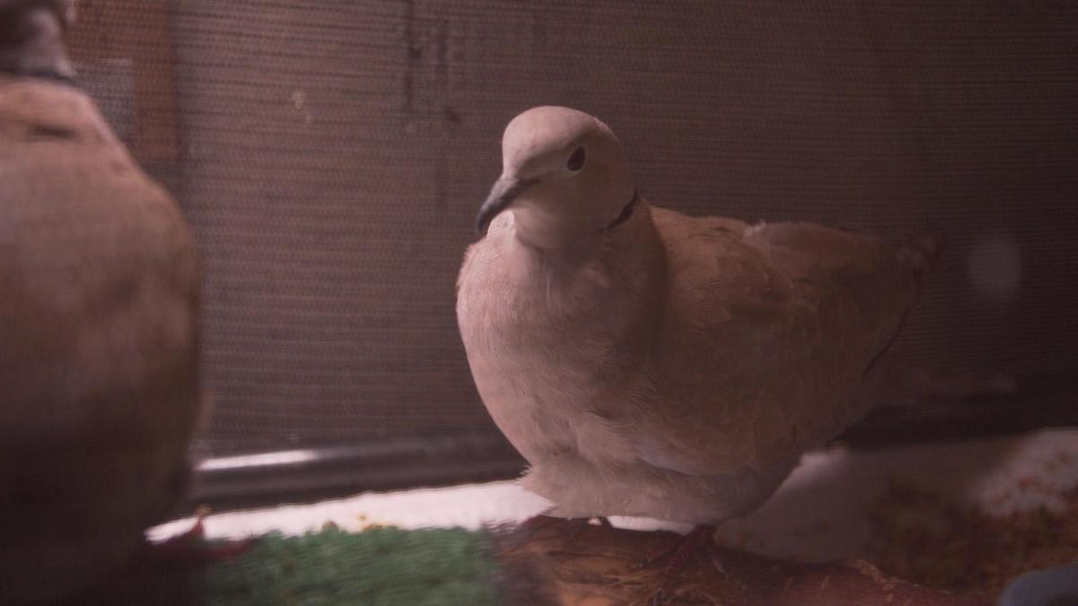 tierarzt dr. jeff