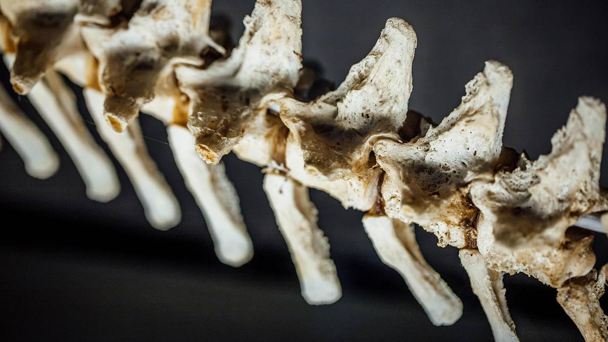 verborgen im dschungel - geheimnisse aus der vergangenheit