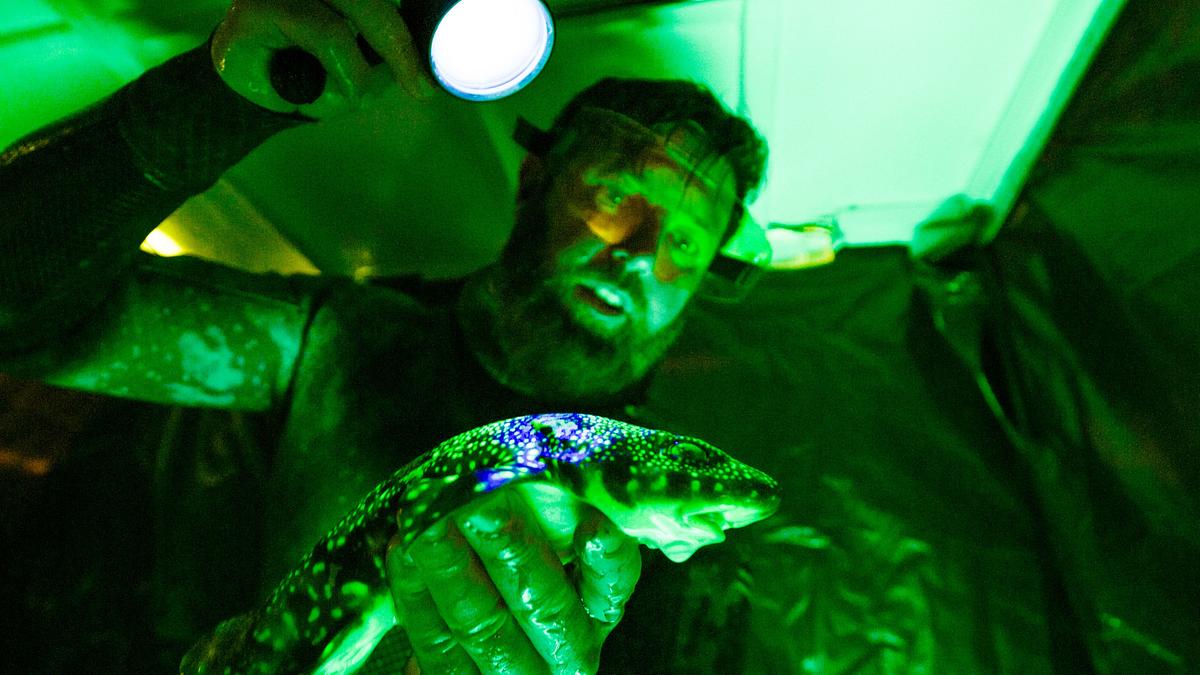 alien sharks - faszinierende welten