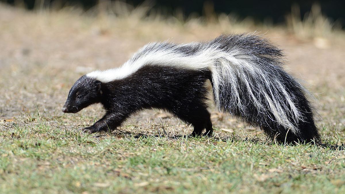 dr. ole: tierarzt im einsatz