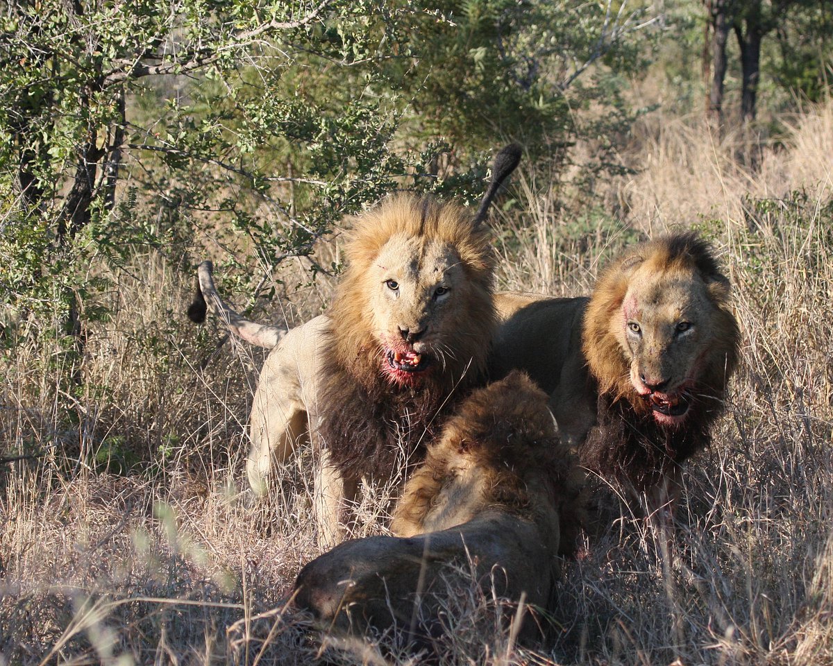Wildtiere vor der Kamera wildtiere vor der kamera