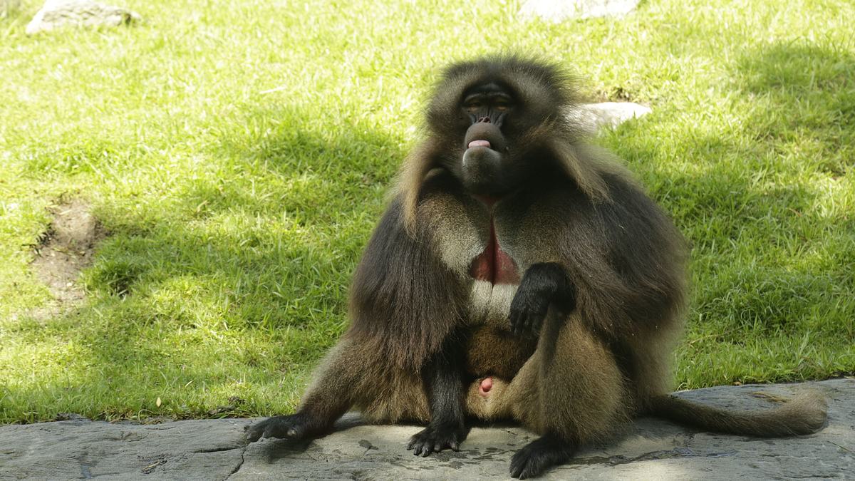 bronx zoo - tierpark der superlative