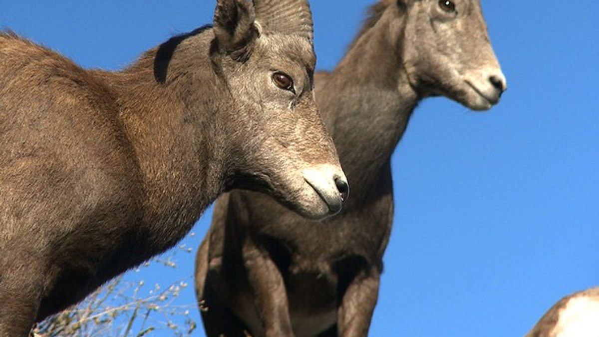 tierische freaks