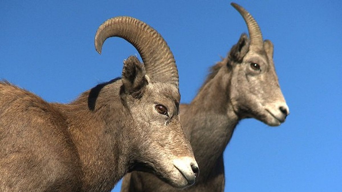 tierische freaks