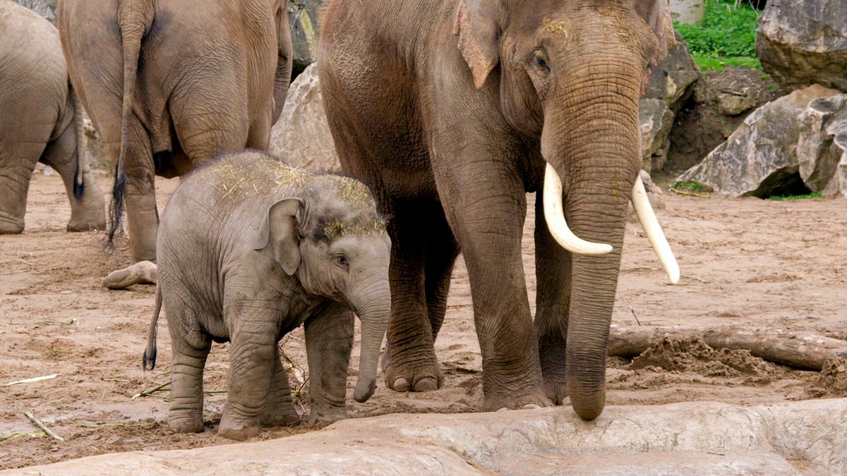 zoo und so - tierisch wild!