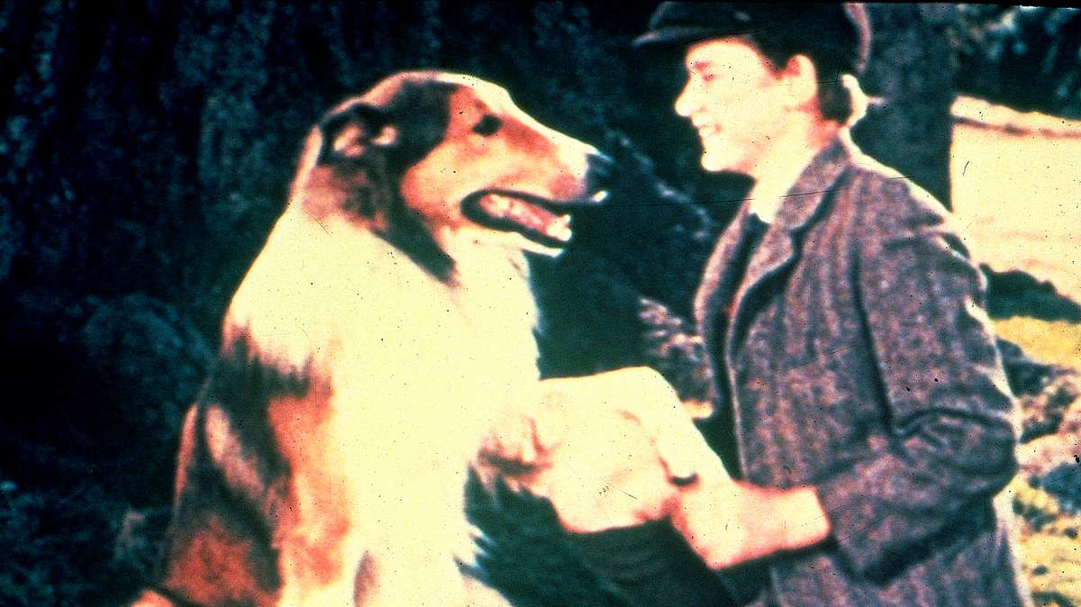 lassie - heimweh