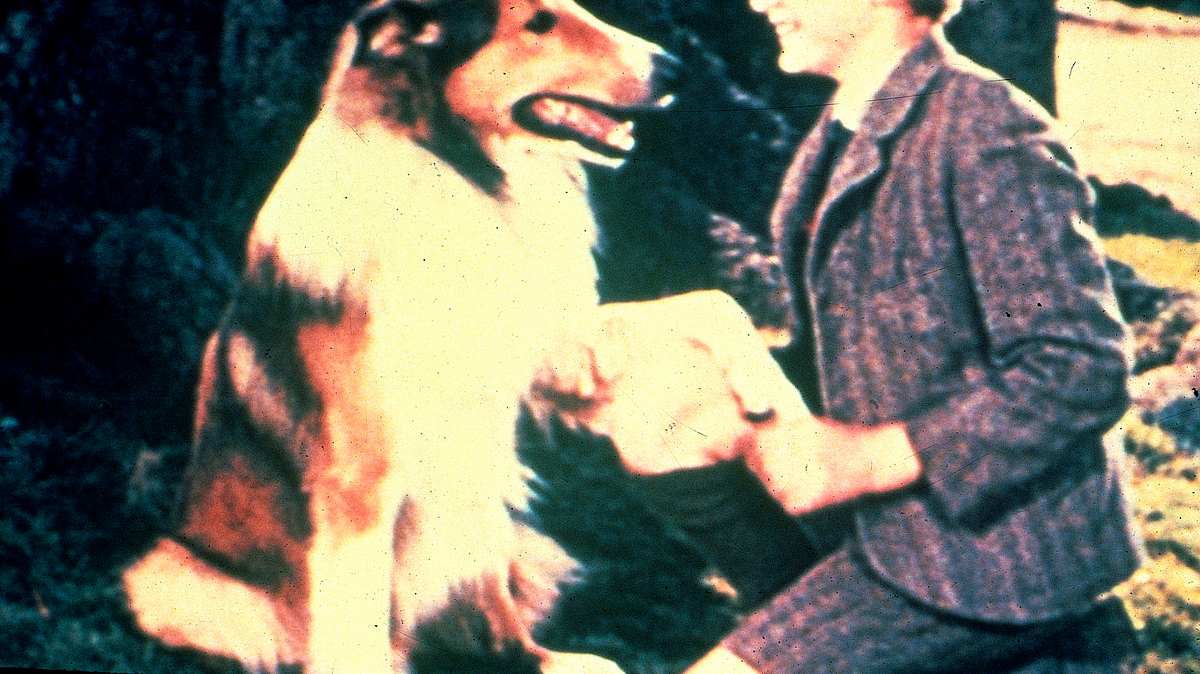 lassie - heimweh