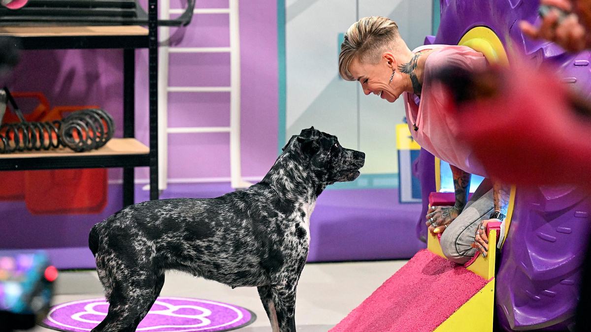 top dog germany - der beste hund deutschlands