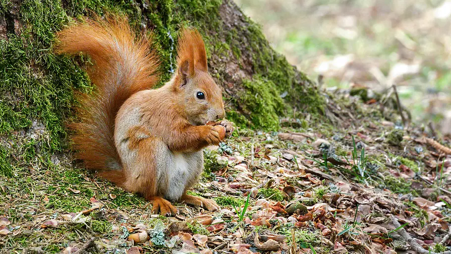Das geheime Leben der Hirschkäfer das geheime leben der hirschkäfer