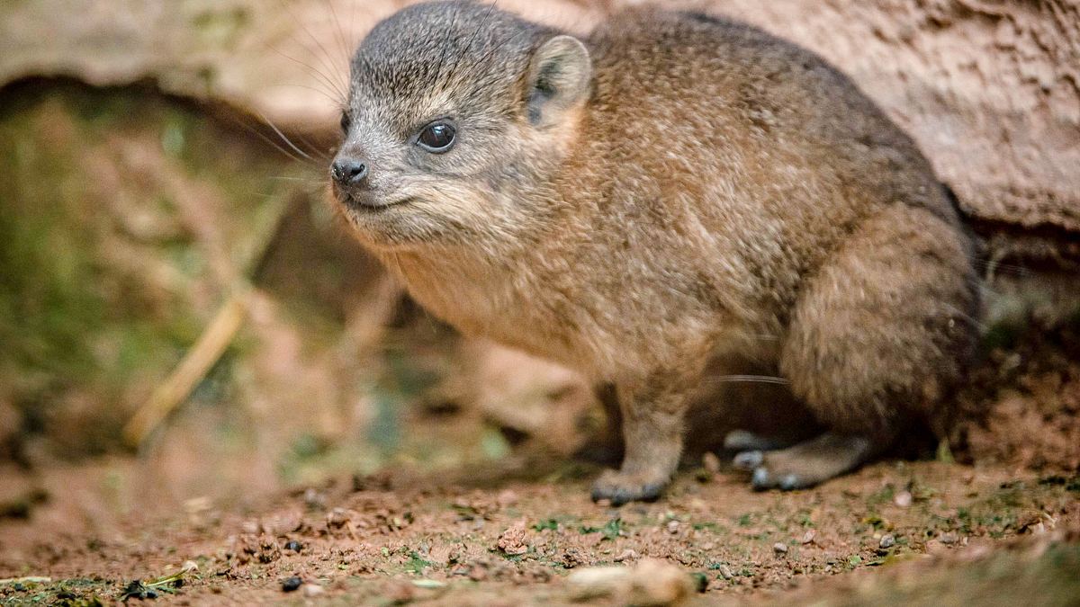 zoo und so - tierisch wild!