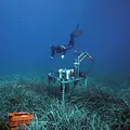 Wunderwelt Seegraswiesen - Klimaretter, Kinderstube, Küstenschutz Thumbnail