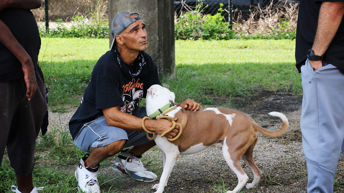 pitbulls auf bewährung