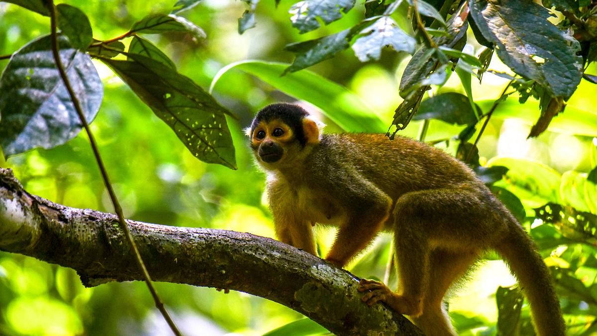wildes peru