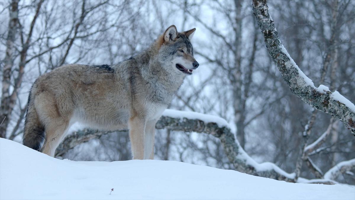 die wilde welt des winters