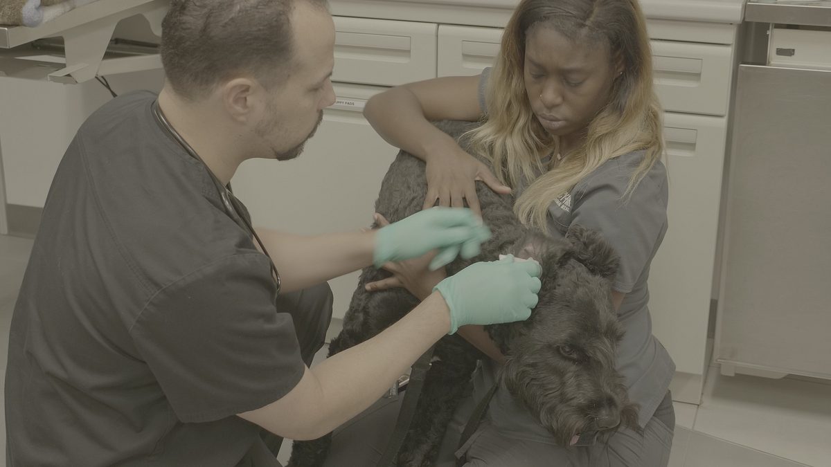 die tierärzte von houston