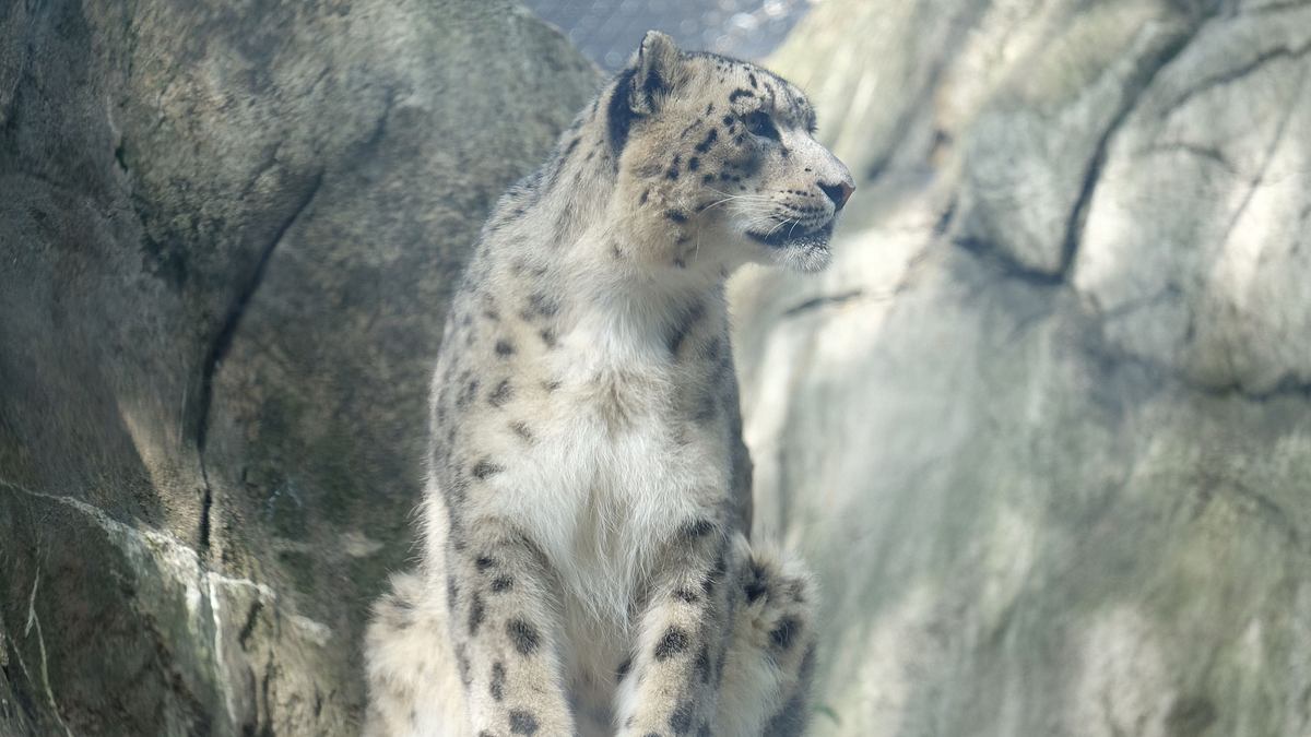 bronx zoo - tierpark der superlative