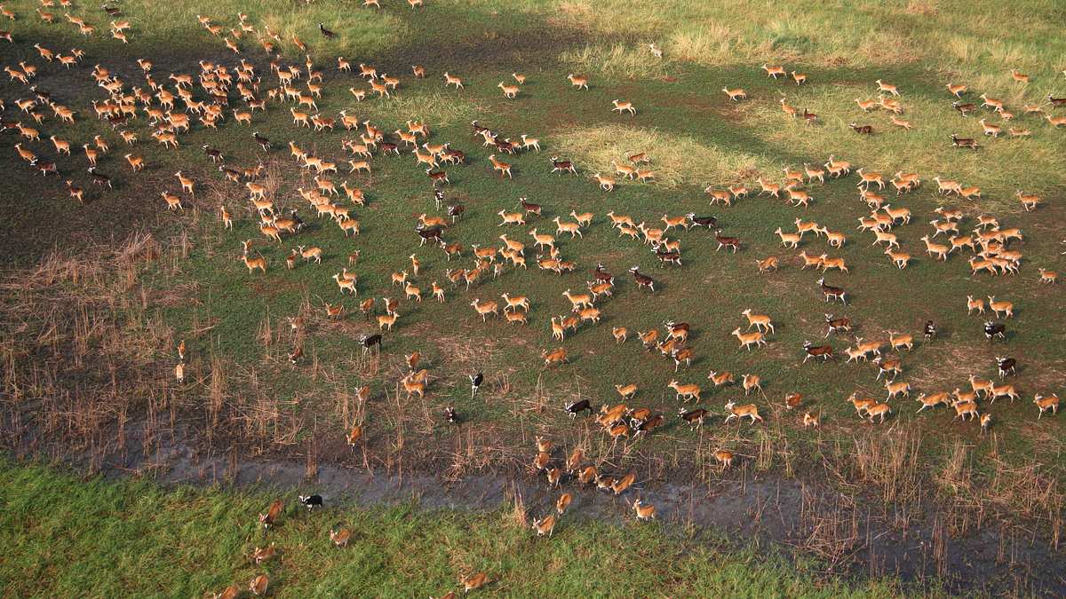 wanderungen im tierreich