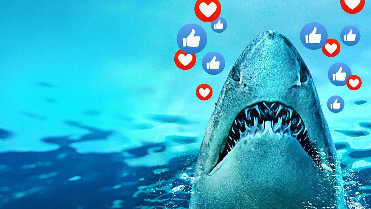 Vorsicht bissig: Die wildesten Hai-Videos der Welt