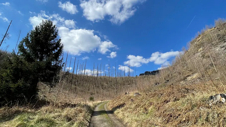 wald, leben, zukunft - re: