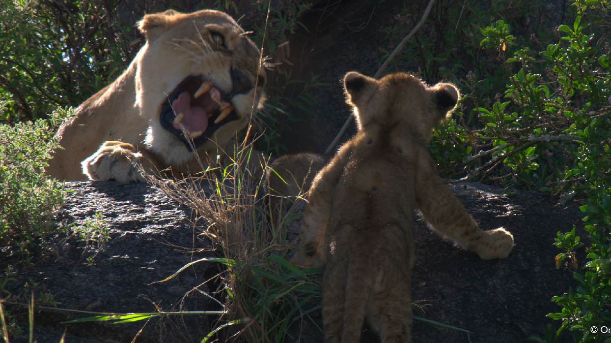 tierbabys in afrika