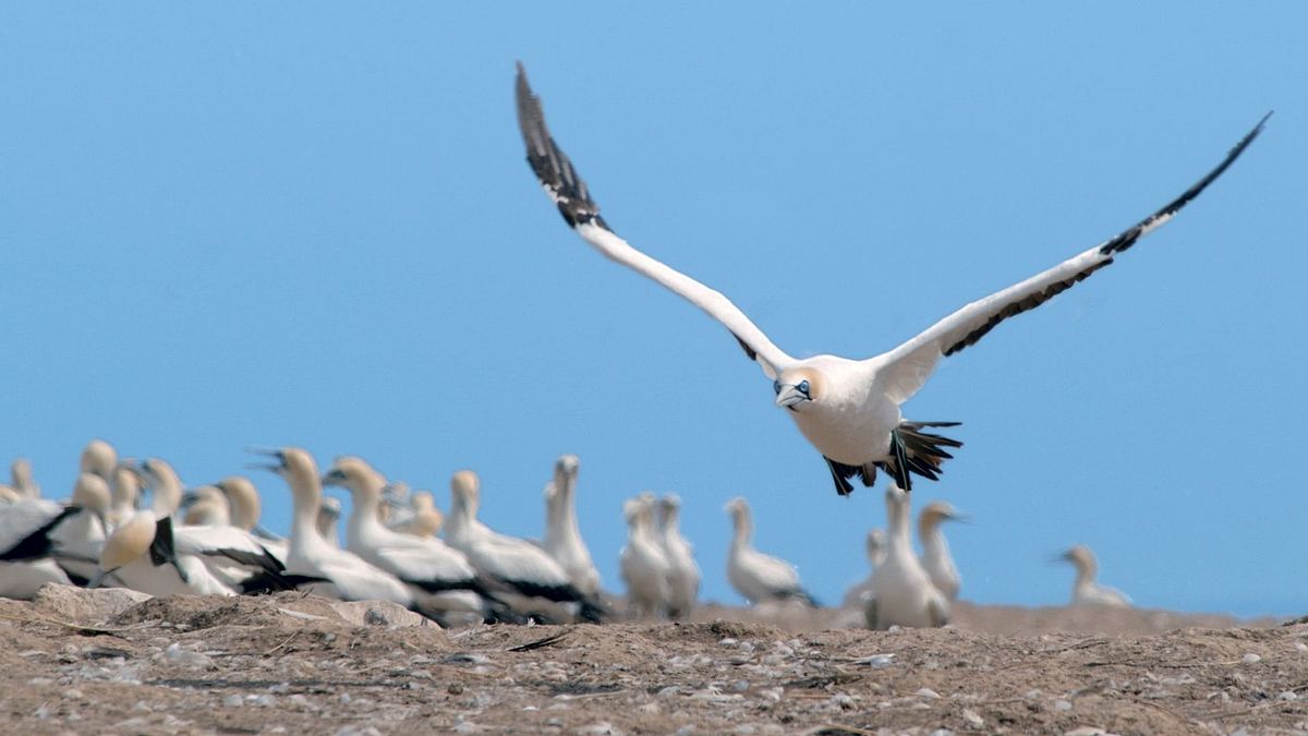 tierische freibeuter der meere