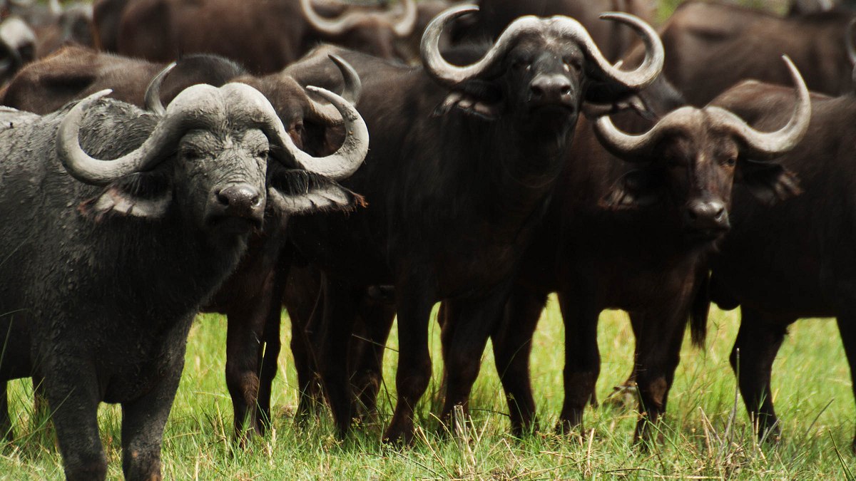 wildes botswana