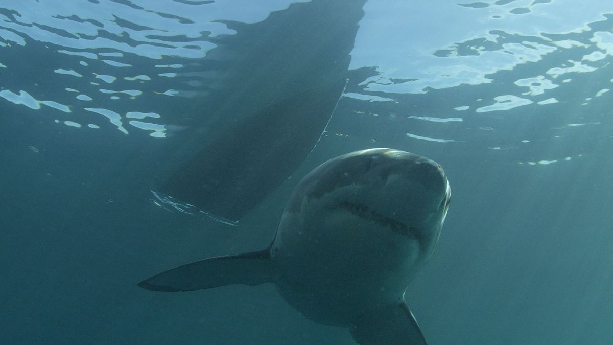 shark week