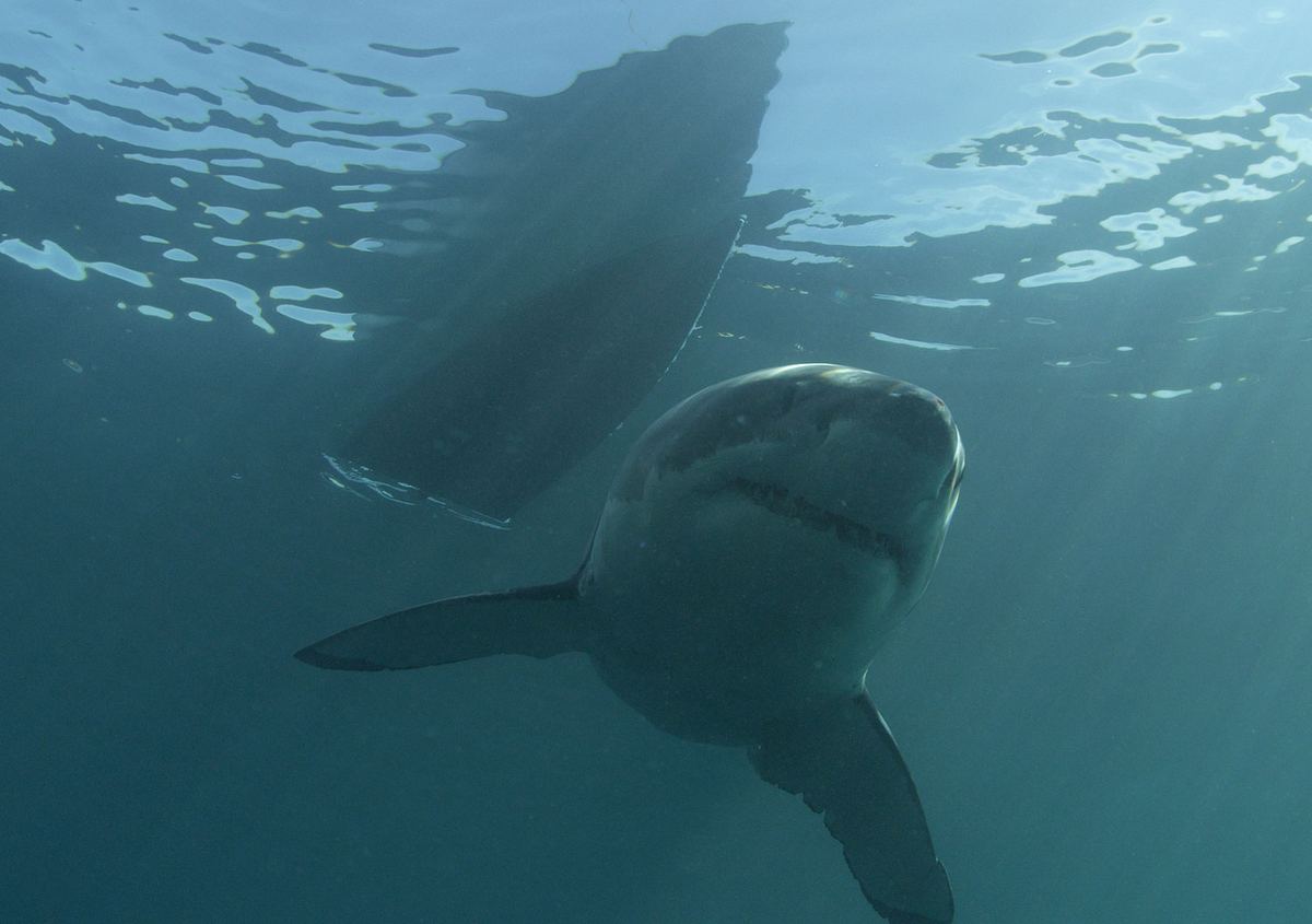 shark week