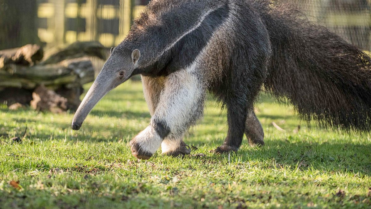 zoo und so - tierisch wild!