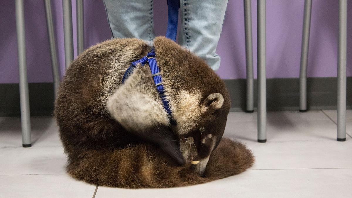 die tierärzte von houston