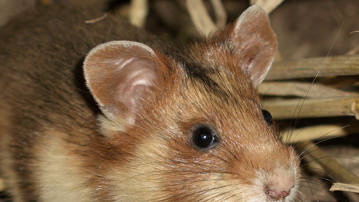 welt der tiere