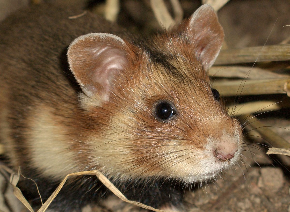 welt der tiere