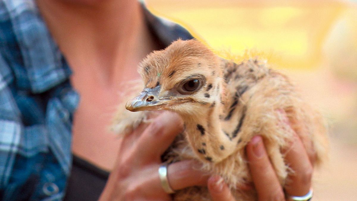 das waisenhaus für wilde tiere - abenteuer afrika
