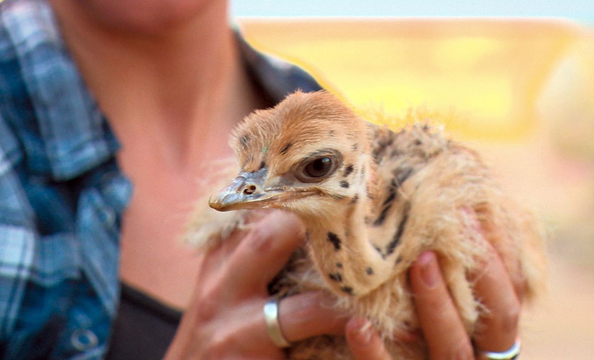 Das Waisenhaus für wilde Tiere - Abenteuer Afrika das waisenhaus für wilde tiere - abenteuer afrika