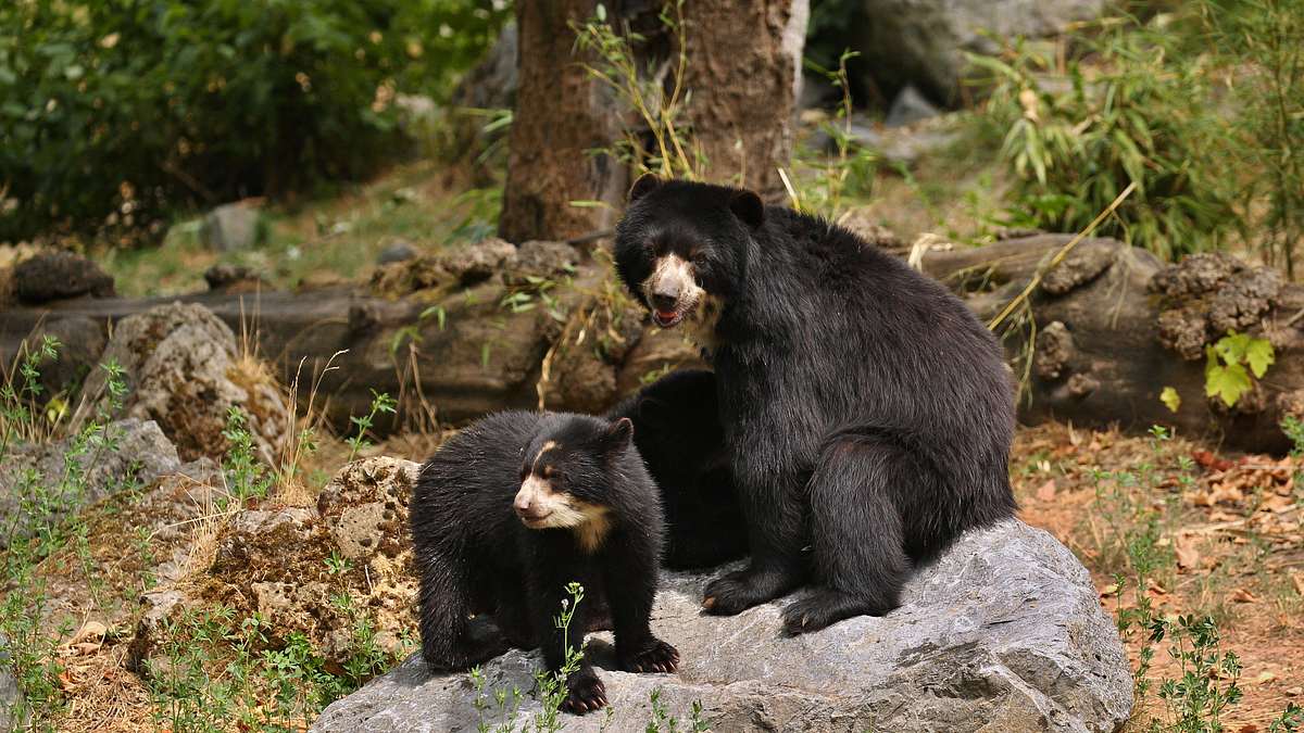 bronx zoo - tierpark der superlative