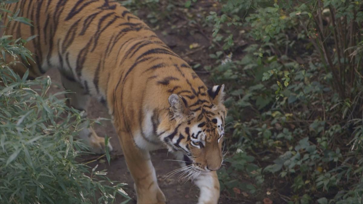 bronx zoo - tierpark der superlative
