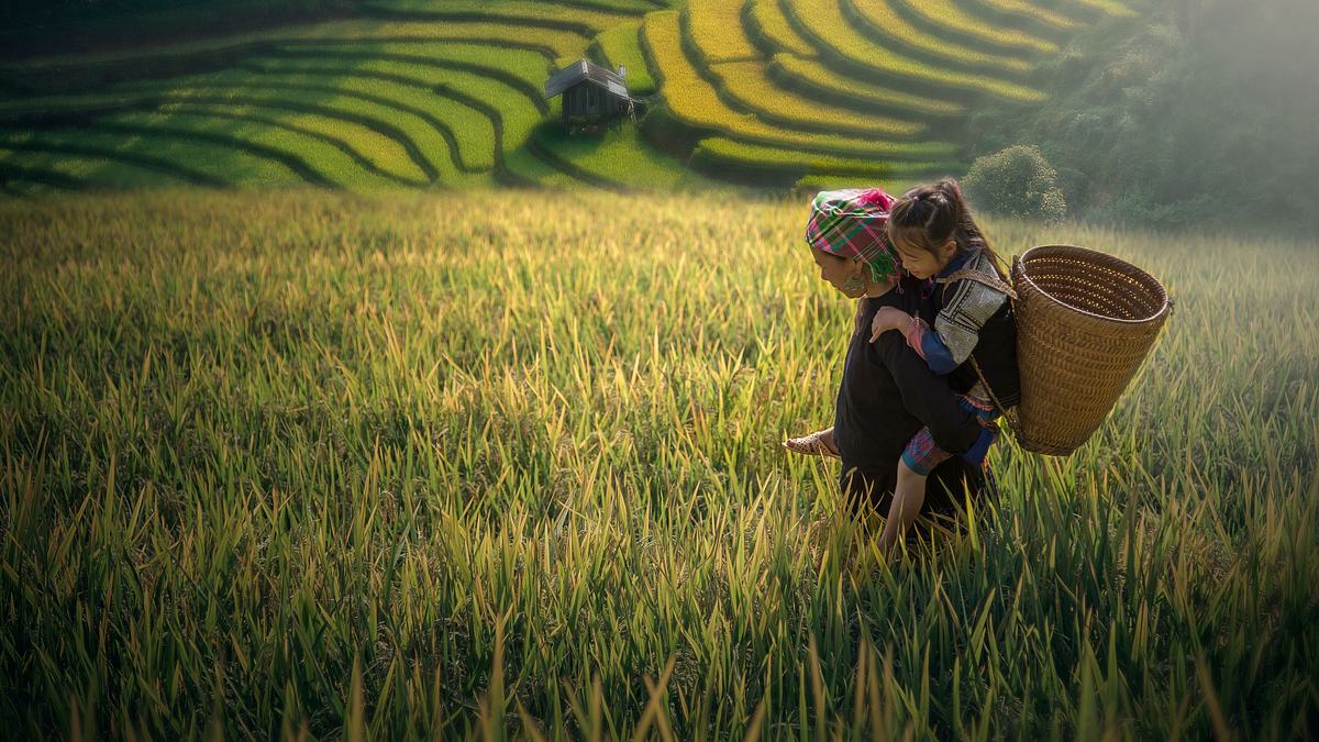 vietnam - geburt einer nation