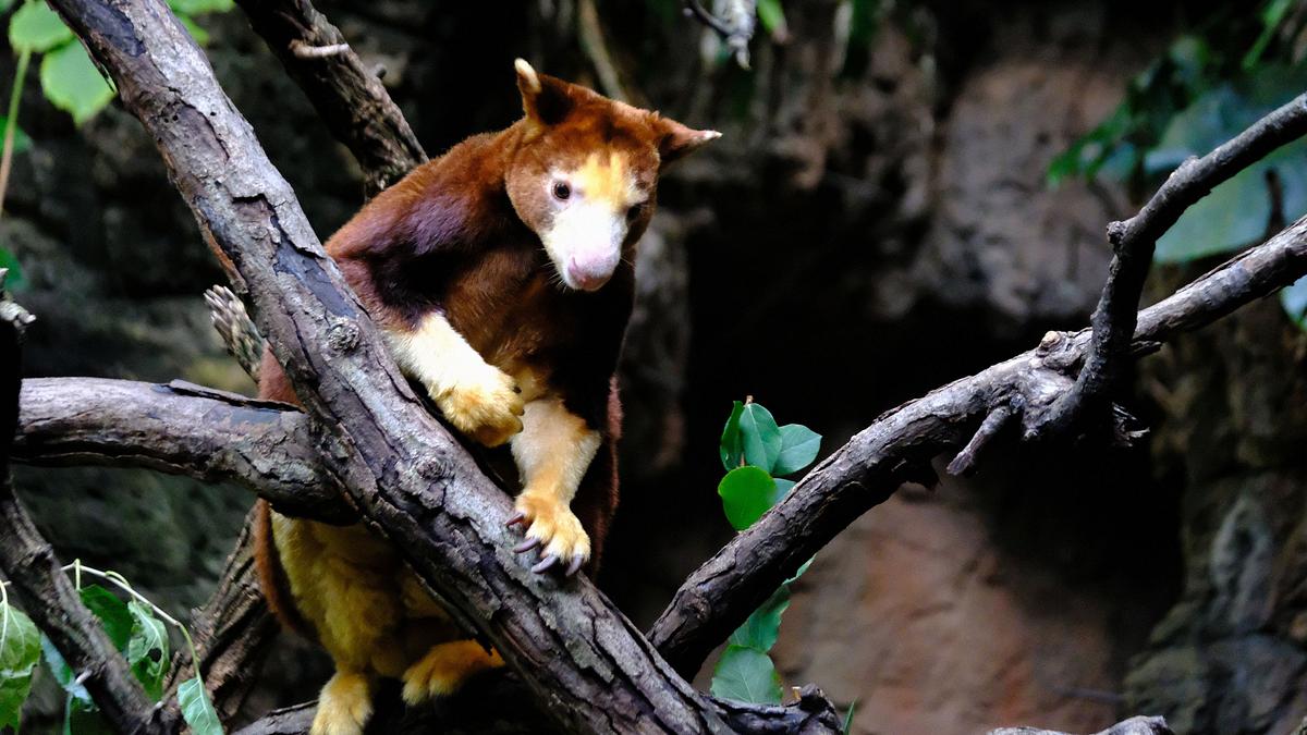bronx zoo - tierpark der superlative