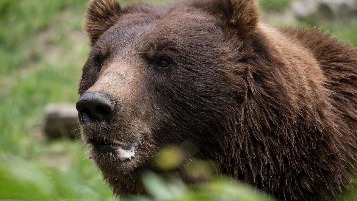 bronx zoo - tierpark der superlative