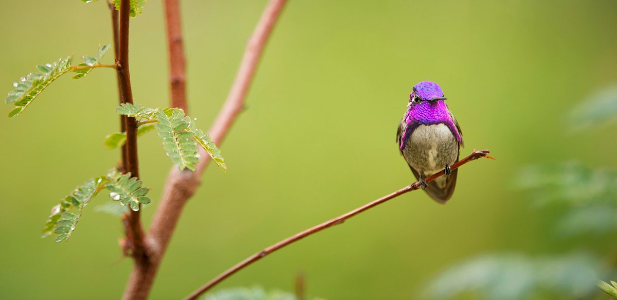 Das Leben in Farbe mit David Attenborough das leben in farbe mit david attenborough