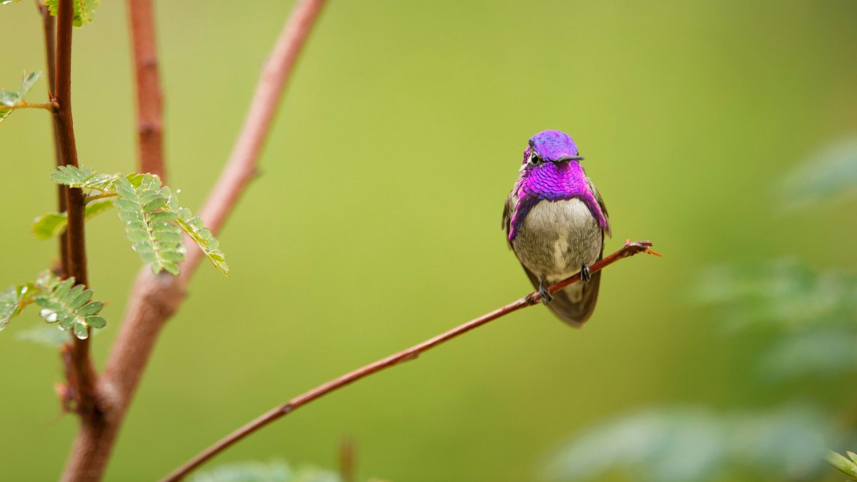 das leben in farbe mit david attenborough