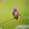 Das Leben in Farbe mit David Attenborough Thumbnail