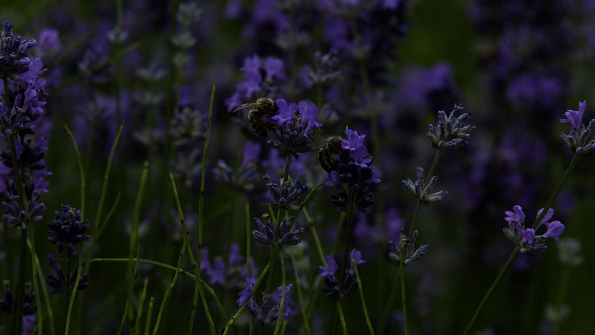 Kräutergarten kräutergarten
